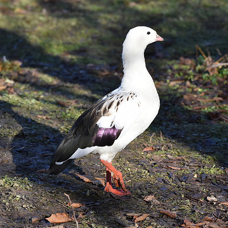 Andean goose