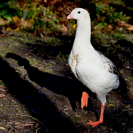 Andean goose