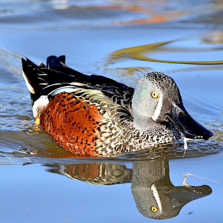 Australian shoveler