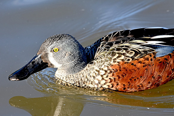 Australian shoveler