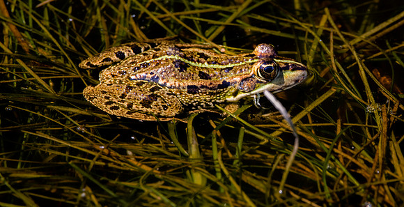 Pool frog