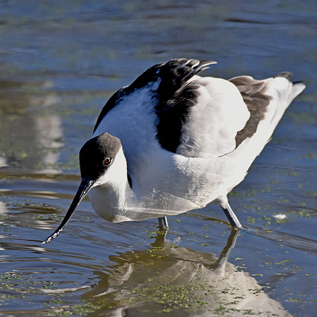 Pied avocet