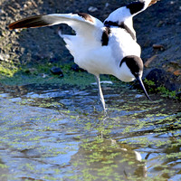 Pied avocet