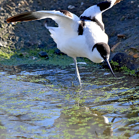 Pied avocet