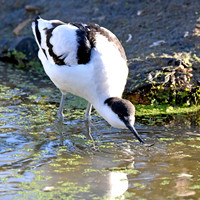 Pied avocet