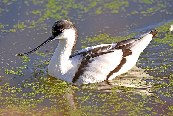 Pied avocet