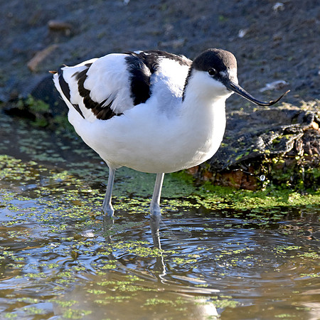 Pied avocet