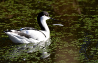 Pied avocet