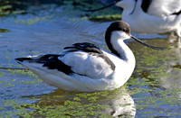 Pied avocet