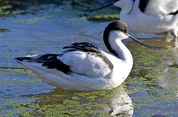 Pied avocet