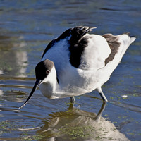 Pied avocet
