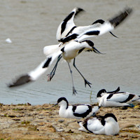 Avocet