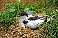 Avocet