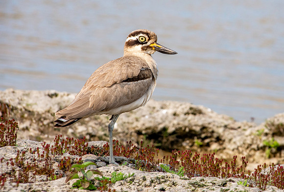 Great thick knee