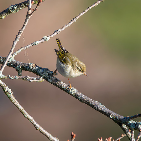 Yellow browed warbler