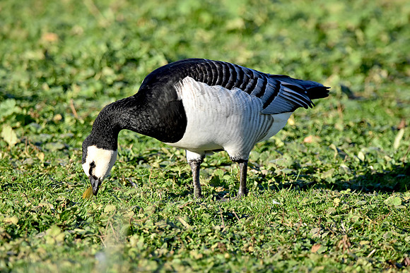 Barnacle goose
