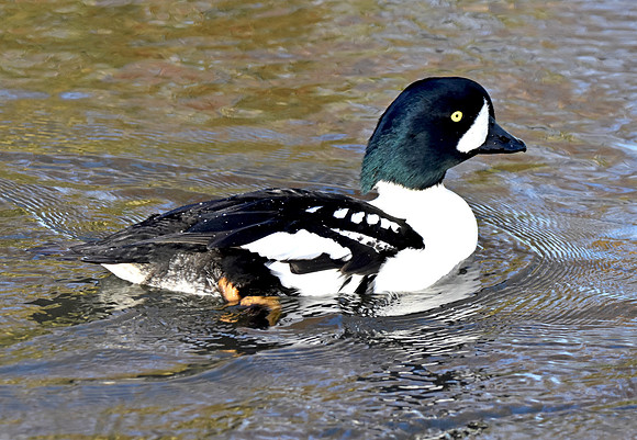 Barrow's goldeneye