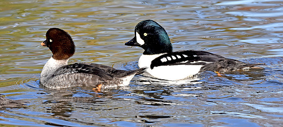 Barrow's goldeneye