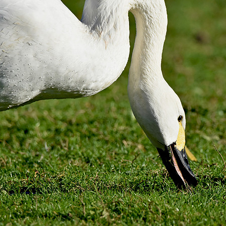 Bewick's swan