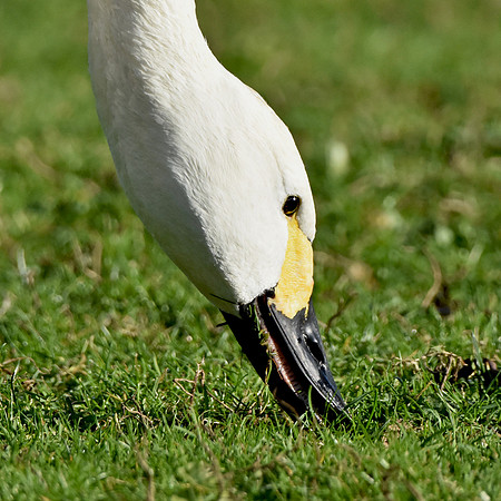Bewick's swan