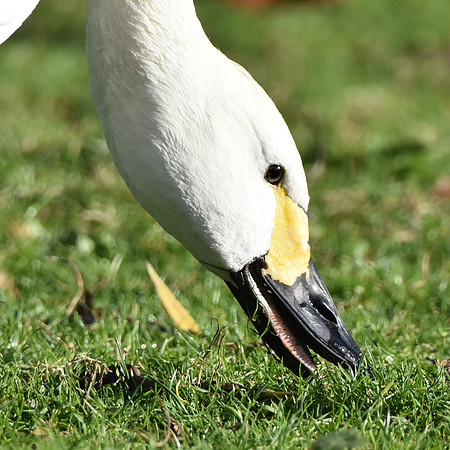 Bewick's swan