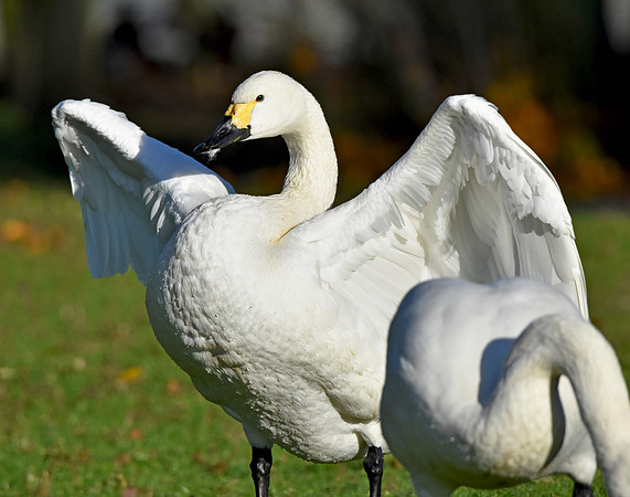 Bewick's swan
