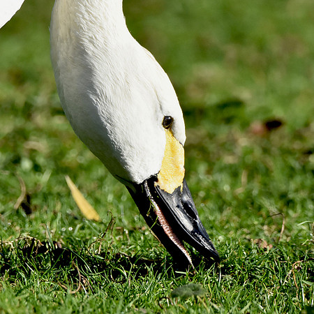 Bewick's swan