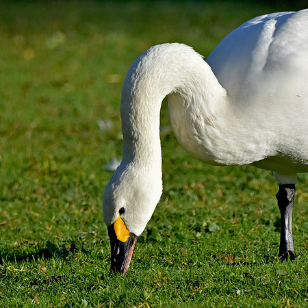 Bewick's swan