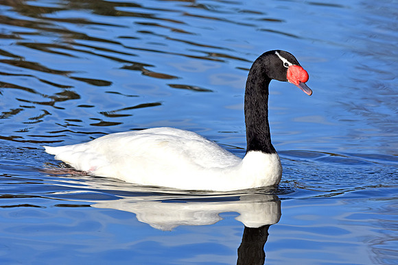 Black necked swan