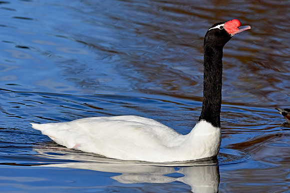 Black necked swan