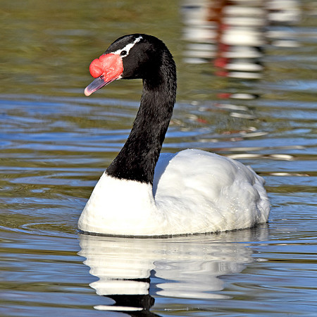 Black necked swan