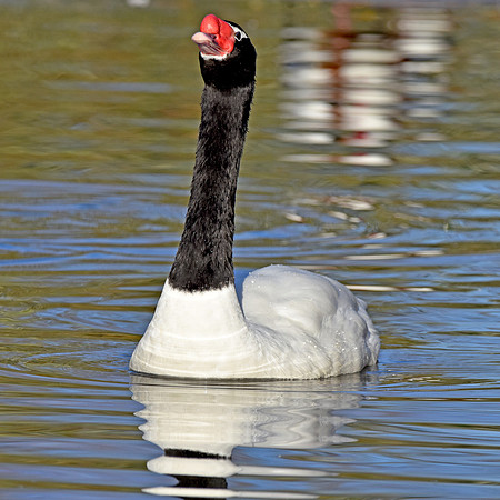 Black necked swan