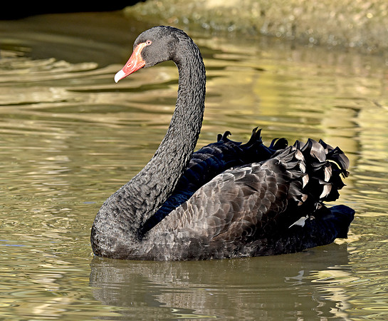 Black swan