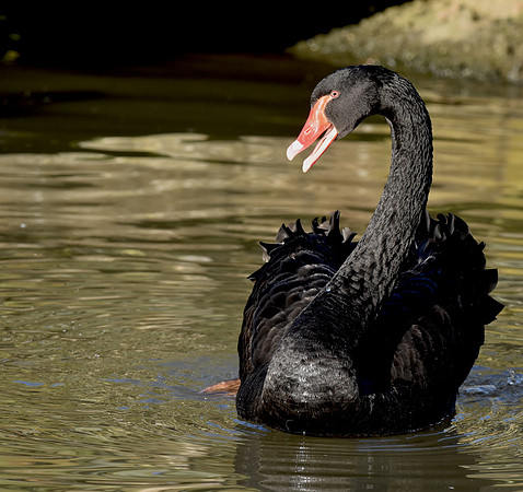 Black swan