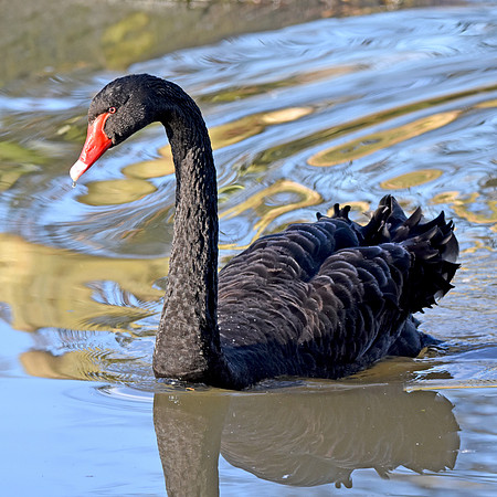 Black swan