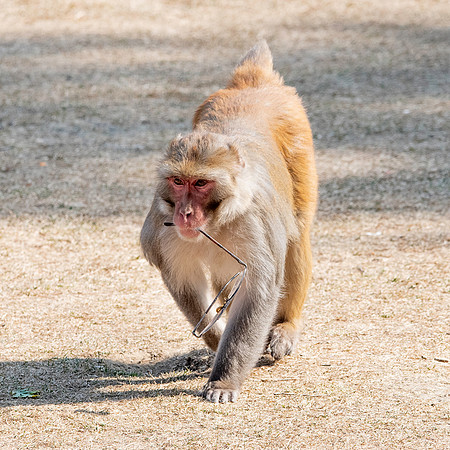 Macaque monkey