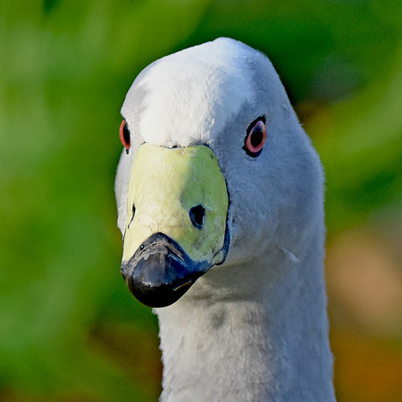 Cape Barren Goose