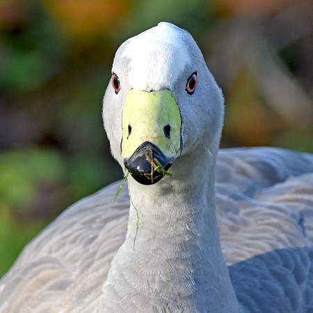 Cape Barren Goose