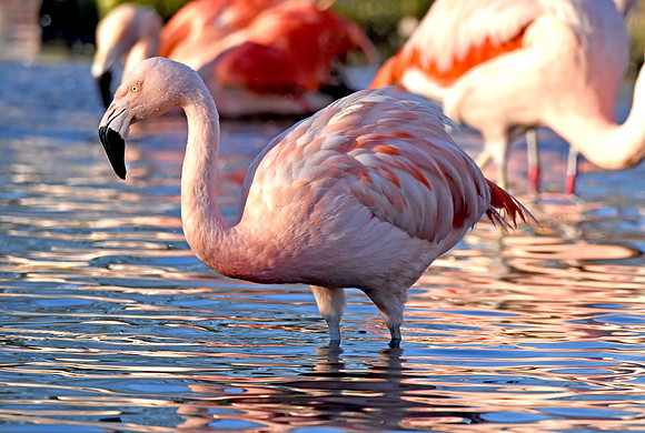 Chilean flamingo