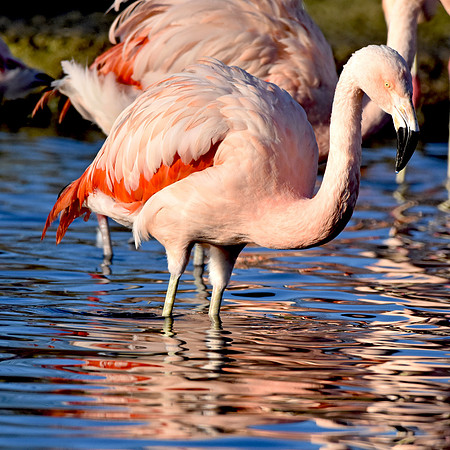 Chilean flamingo
