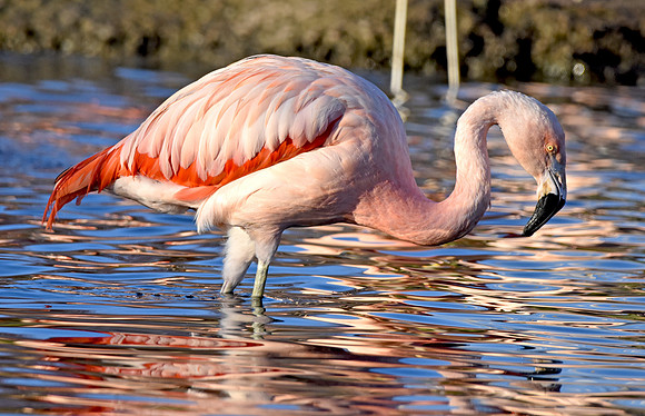 Chilean flamingo