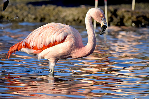 Chilean flamingo