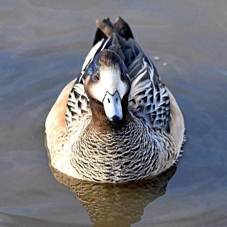 Chiloe wigeon