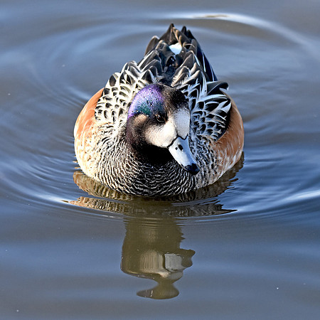 Chiloe wigeon