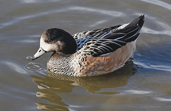 Chiloe wigeon