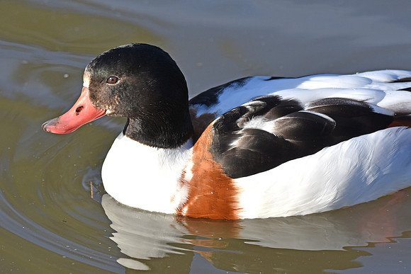 Common shelduck