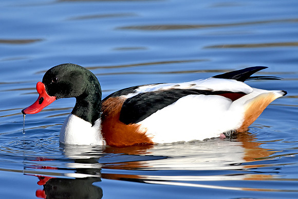 Common shelduck