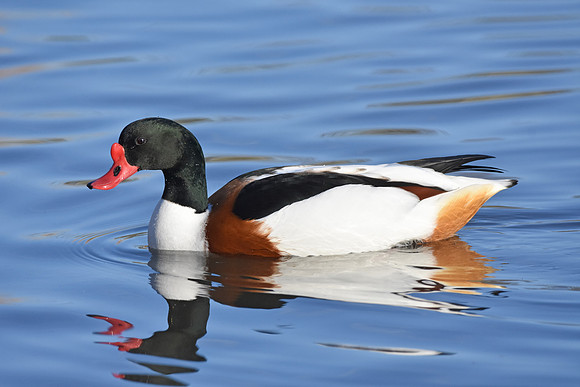 Common shelduck