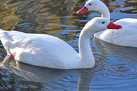 Coscoroba swan