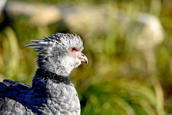 Crested / southern screamer